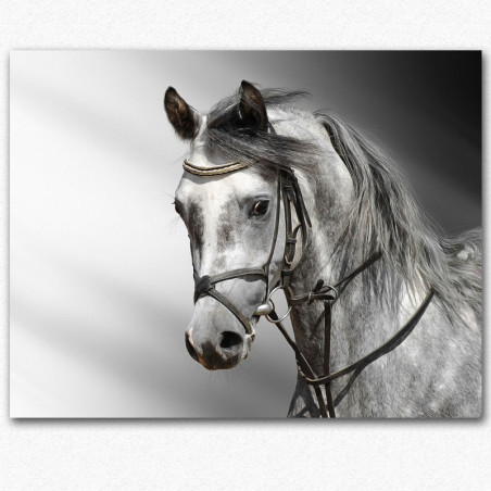 Portret konja