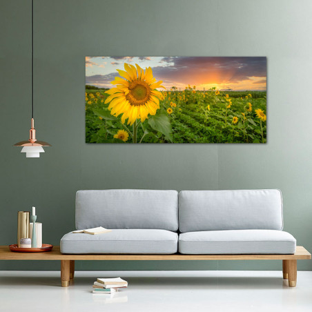 Panorama polja suncokreta