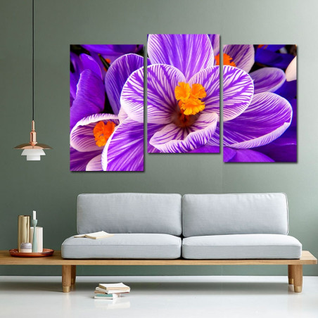 Crocus