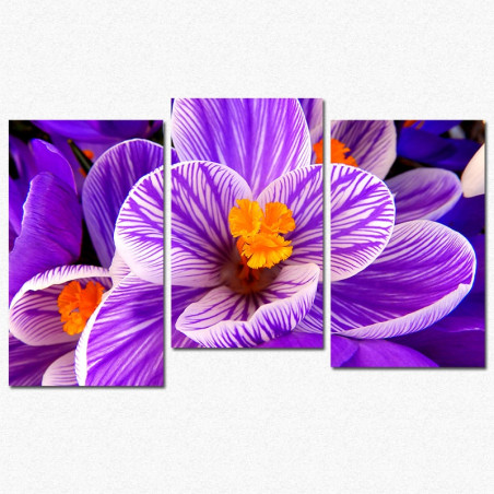 Crocus