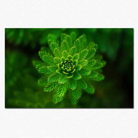 Pine - close up